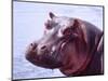 Large Hippo Portrait, Tanzania-David Northcott-Mounted Photographic Print