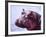 Large Hippo Portrait, Tanzania-David Northcott-Framed Photographic Print