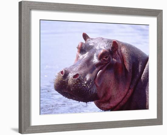 Large Hippo Portrait, Tanzania-David Northcott-Framed Photographic Print