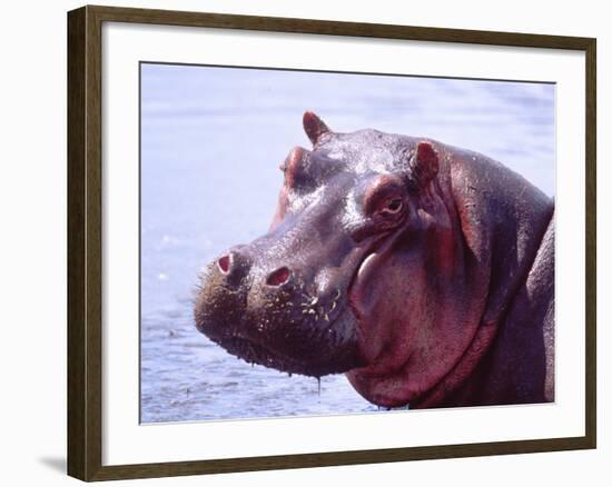 Large Hippo Portrait, Tanzania-David Northcott-Framed Photographic Print