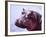 Large Hippo Portrait, Tanzania-David Northcott-Framed Photographic Print