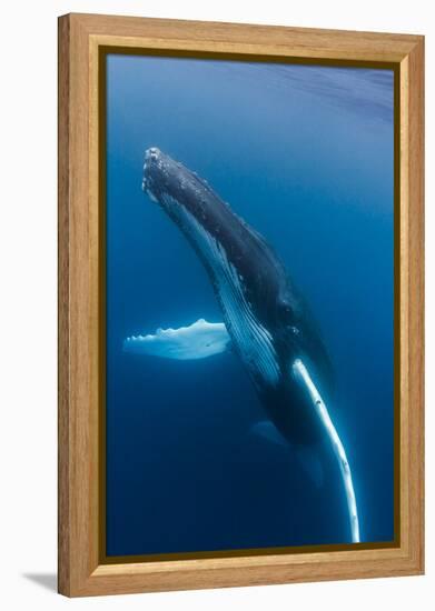 Large humpback whale ascends through the clear blue of the Silver Bank, Dominican Republic-James White-Framed Premier Image Canvas