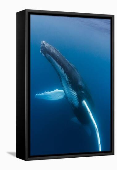 Large humpback whale ascends through the clear blue of the Silver Bank, Dominican Republic-James White-Framed Premier Image Canvas