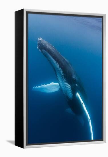 Large humpback whale ascends through the clear blue of the Silver Bank, Dominican Republic-James White-Framed Premier Image Canvas