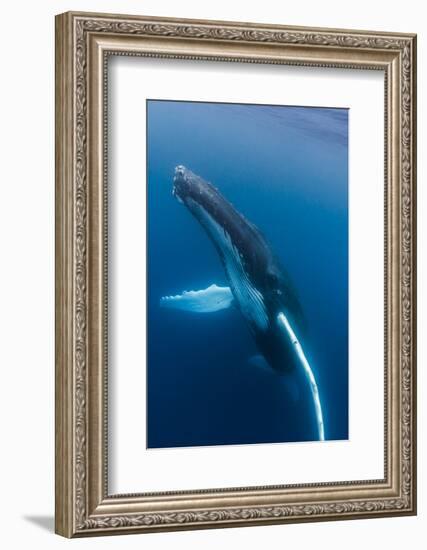 Large humpback whale ascends through the clear blue of the Silver Bank, Dominican Republic-James White-Framed Photographic Print