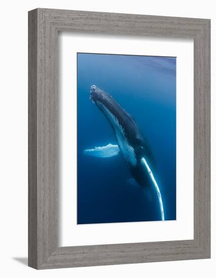 Large humpback whale ascends through the clear blue of the Silver Bank, Dominican Republic-James White-Framed Photographic Print