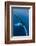 Large humpback whale ascends through the clear blue of the Silver Bank, Dominican Republic-James White-Framed Photographic Print