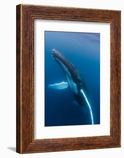 Large humpback whale ascends through the clear blue of the Silver Bank, Dominican Republic-James White-Framed Photographic Print