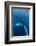 Large humpback whale ascends through the clear blue of the Silver Bank, Dominican Republic-James White-Framed Photographic Print