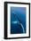 Large humpback whale ascends through the clear blue of the Silver Bank, Dominican Republic-James White-Framed Photographic Print