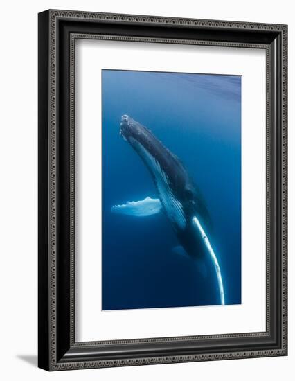 Large humpback whale ascends through the clear blue of the Silver Bank, Dominican Republic-James White-Framed Photographic Print