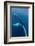 Large humpback whale ascends through the clear blue of the Silver Bank, Dominican Republic-James White-Framed Photographic Print