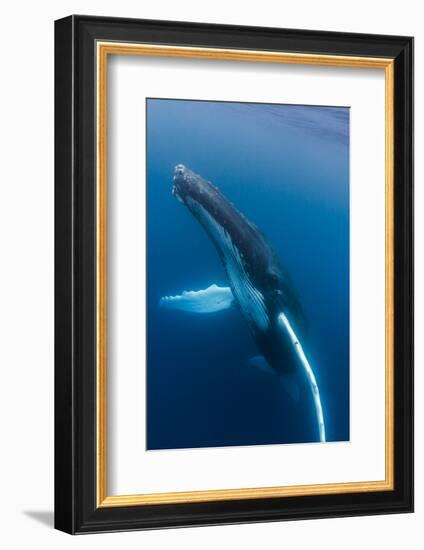 Large humpback whale ascends through the clear blue of the Silver Bank, Dominican Republic-James White-Framed Photographic Print