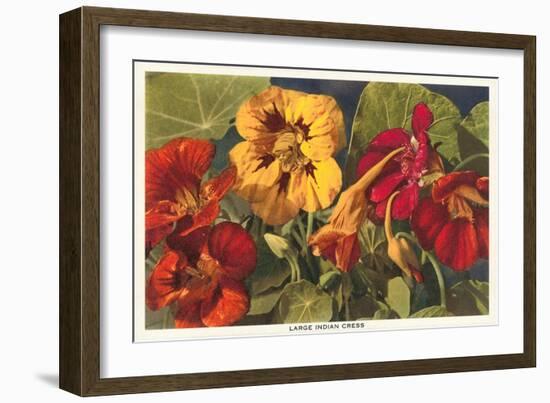 Large Indian Cress-null-Framed Art Print