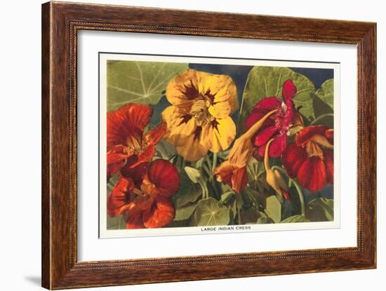 Large Indian Cress-null-Framed Art Print