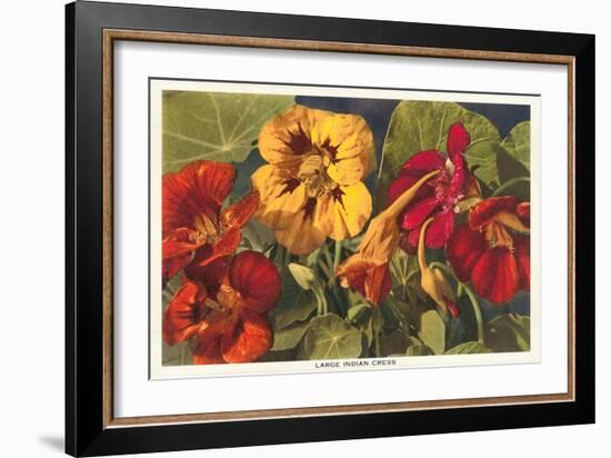 Large Indian Cress-null-Framed Art Print