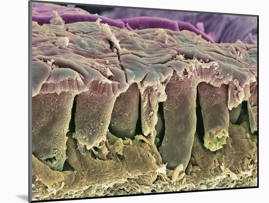 Large Intestine Lining, SEM-Steve Gschmeissner-Mounted Photographic Print