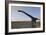 Large Mamenchisaurus Walking Along a Dry Riverbed-Stocktrek Images-Framed Art Print