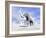 Large Mammoth Walking Slowly on the Snowy Mountain Against the Wind-null-Framed Art Print