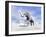 Large Mammoth Walking Slowly on the Snowy Mountain Against the Wind-null-Framed Art Print