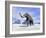 Large Mammoth Walking Slowly on the Snowy Mountain-null-Framed Art Print