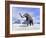 Large Mammoth Walking Slowly on the Snowy Mountain-null-Framed Art Print