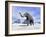 Large Mammoth Walking Slowly on the Snowy Mountain-null-Framed Art Print