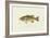 Large-Mouthed Black Bass-Denton-Framed Art Print