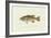 Large-Mouthed Black Bass-Denton-Framed Art Print