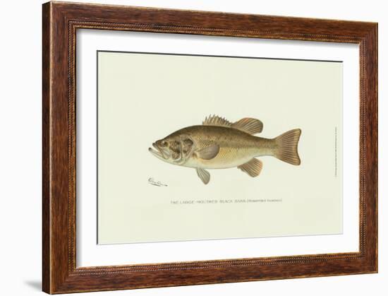 Large-Mouthed Black Bass-Denton-Framed Art Print