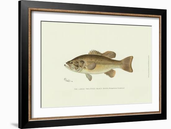 Large-Mouthed Black Bass-Denton-Framed Art Print