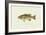 Large-Mouthed Black Bass-Denton-Framed Art Print