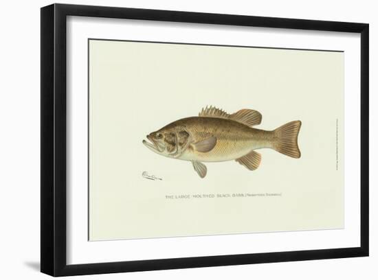 Large-Mouthed Black Bass-Denton-Framed Art Print