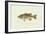 Large-Mouthed Black Bass-Denton-Framed Art Print