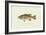 Large-Mouthed Black Bass-Denton-Framed Art Print