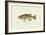 Large-Mouthed Black Bass-Denton-Framed Art Print