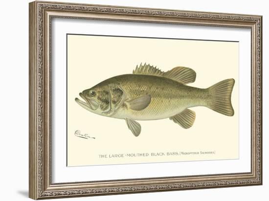 Large-Mouthed Black Bass-Denton-Framed Premium Giclee Print