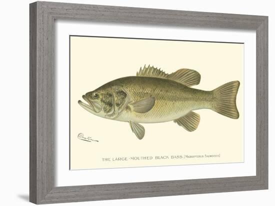 Large-Mouthed Black Bass-Denton-Framed Premium Giclee Print