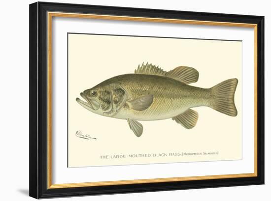 Large-Mouthed Black Bass-Denton-Framed Premium Giclee Print