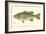 Large-Mouthed Black Bass-Denton-Framed Premium Giclee Print