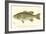 Large-Mouthed Black Bass-Denton-Framed Art Print