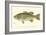 Large-Mouthed Black Bass-Denton-Framed Art Print