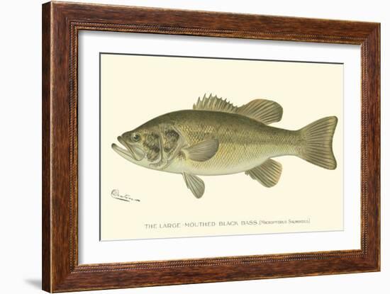 Large-Mouthed Black Bass-Denton-Framed Art Print