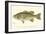 Large-Mouthed Black Bass-Denton-Framed Art Print