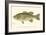 Large-Mouthed Black Bass-Denton-Framed Art Print