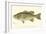 Large-Mouthed Black Bass-Denton-Framed Art Print