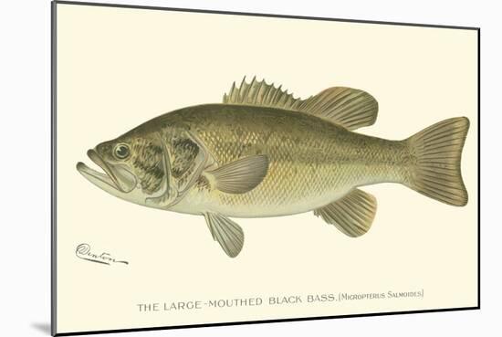 Large-Mouthed Black Bass-Denton-Mounted Art Print