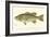 Large-Mouthed Black Bass-Denton-Framed Art Print