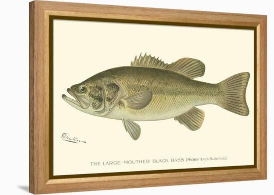 Large-Mouthed Black Bass-Denton-Framed Stretched Canvas