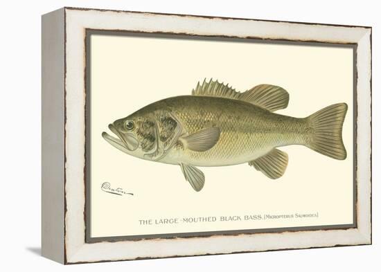 Large-Mouthed Black Bass-Denton-Framed Stretched Canvas